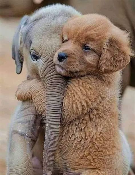 Funny Pictures Of Baby Animals