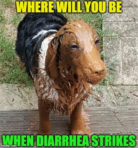 Funny Pictures Of Dogs Dirty Meme