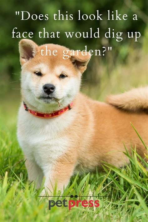 Funny Pictures Of Dogs With Captions