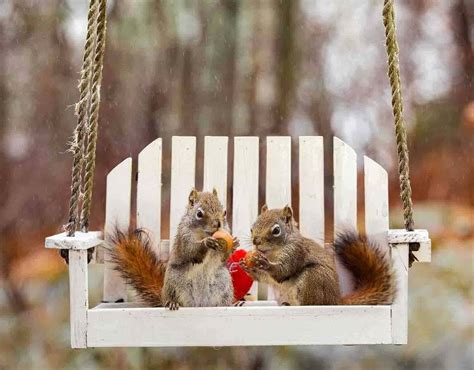 Funny Pictures Of Squirrels