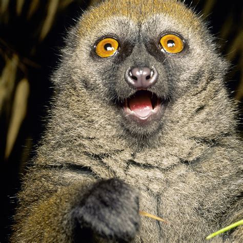 Funny Pictures Photos