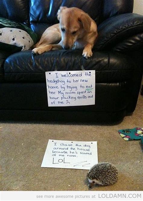 Funny Pictures Today 12 Pics. LOLDAMN.com