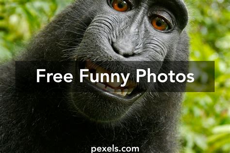 Funny Pictures Under 500kb