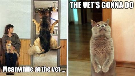 Funny Pictures Vet