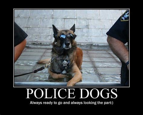 Funny Police Dog Meme