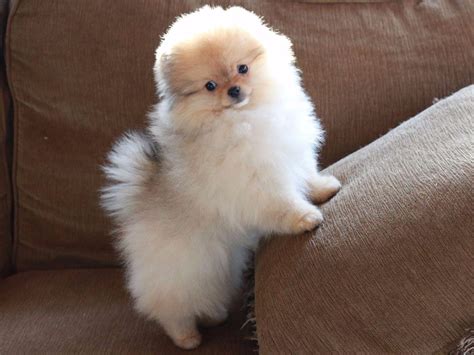 Funny Pomeranian Puppies For Sale In Oklahoma Under 100