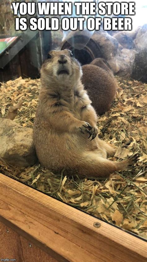 Funny Prairie Dog Meme