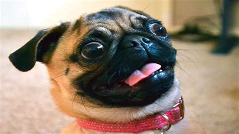 Funny Pug Pics
