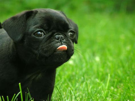 Funny Puppy Images