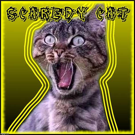 Funny Scaredy Cat Memes