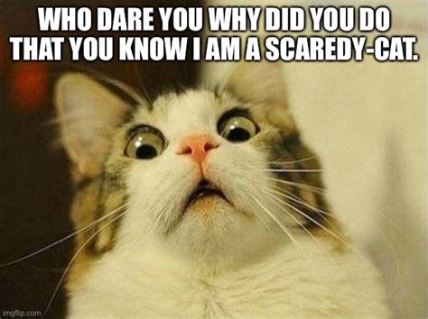 Funny Scaredy Cat Videos