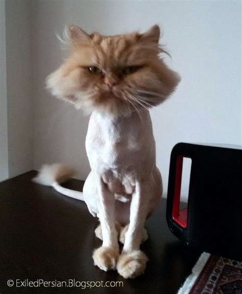 Funny Shaved Cat Picture