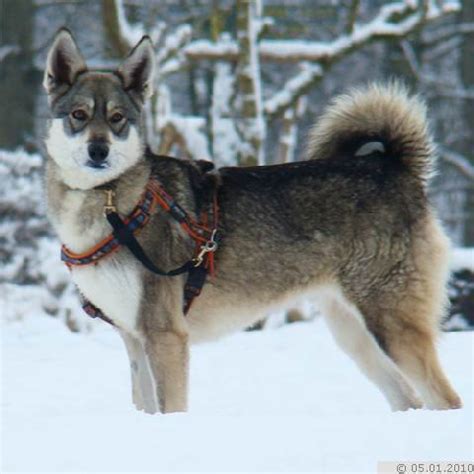 Funny Siberian Husky Mixed With Akita: The Perfect Companion