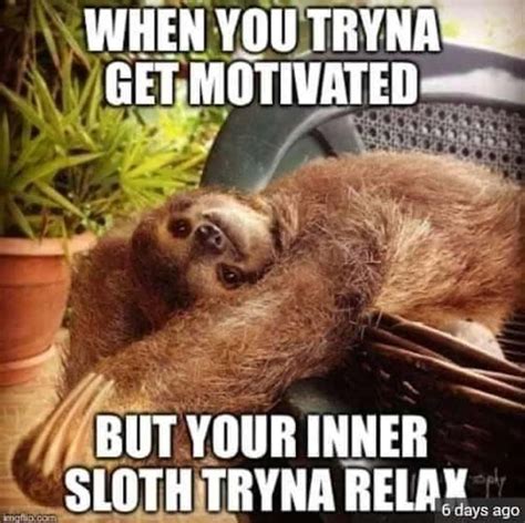 Funny Sloth Meme Pictures