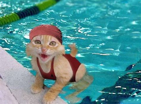 Funny Swimming Pool Cat Meme