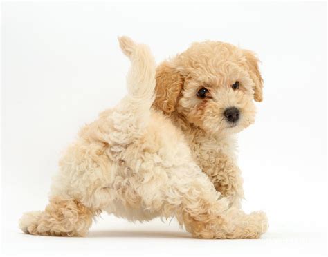 Funny Teacup Poochon Puppies Sale In 2023