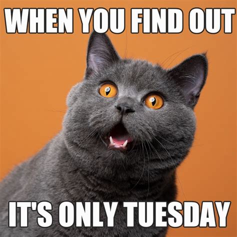 Funny Tuesday Meme Cat