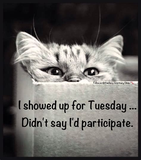 Funny Tuesday Quotes
