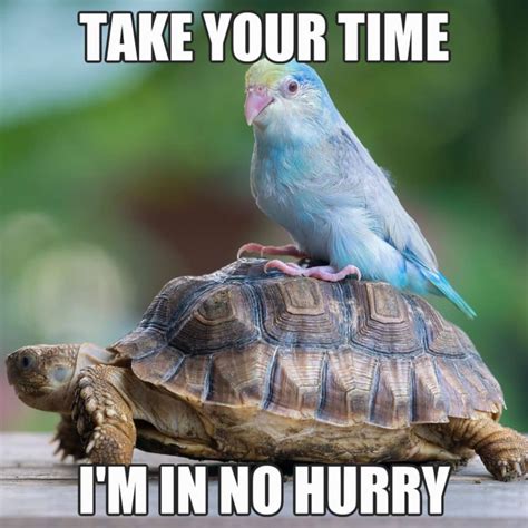 Funny Turtle Memes Clean