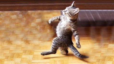 Funny Walking Cat