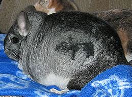 Fur Chewing (Barbering)