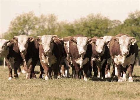 Future of bulls on the farm