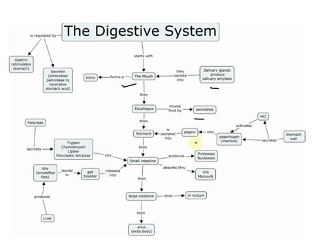 Concept Map of Digestive System