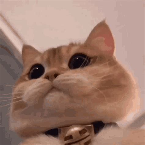 GIFs of Cats with Accessories