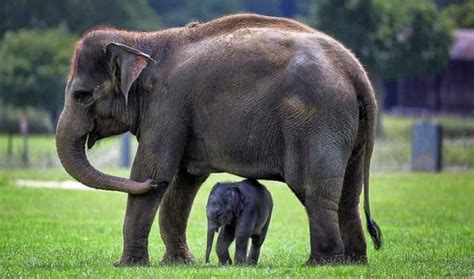 Gajah Beranak