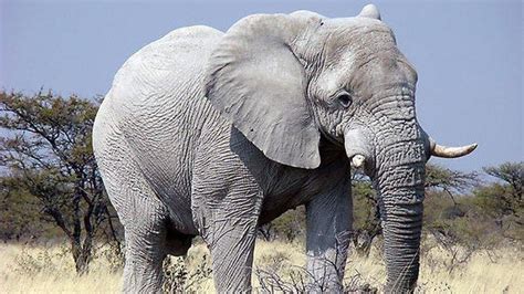 Keberlangsungan Hidup Hewan Gajah di Indonesia