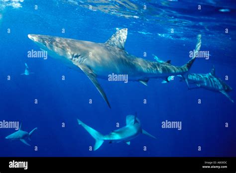 Sharks Of The Hawaiian Waters | Hawaii Adventure Diving