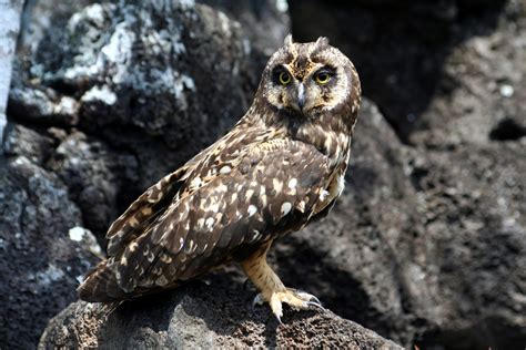 Galapagos Short Eared Owl