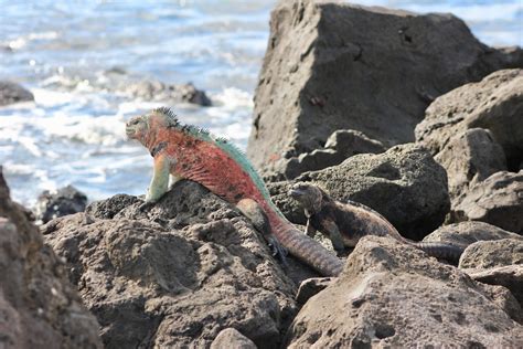 Galapagos Travel Style