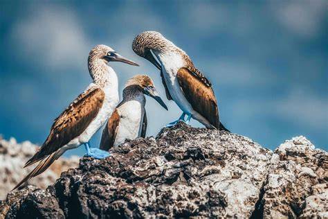 Galapagos animals