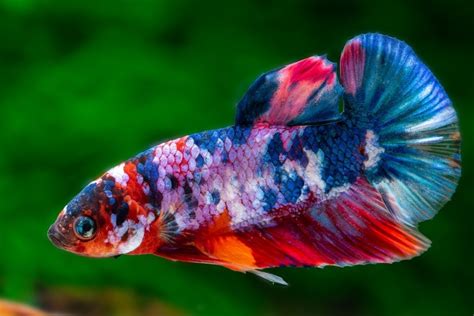 Galaxy Koi Betta Fish