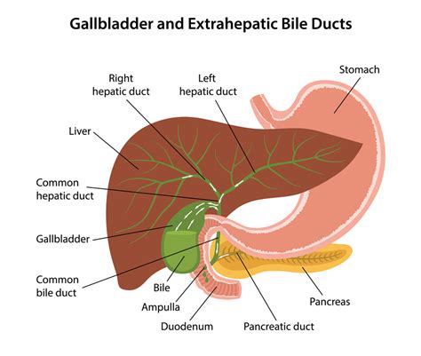 Gallbladder