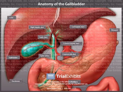 Anatomy of the gallbladder and bile ducts Surgery