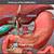 Gallbladder Anatomy Netter