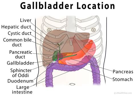 Gallbladder And Appendix Location