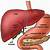 Gallbladder And Liver Anatomy
