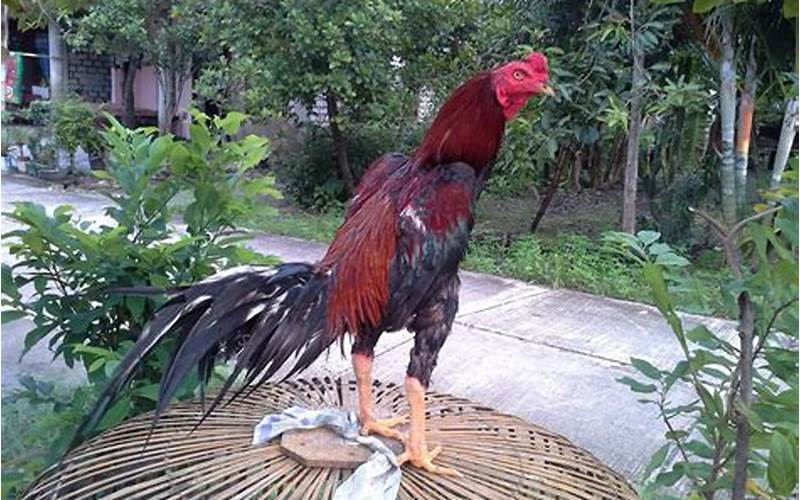 Gambar Ayam Bangkok Jawara
