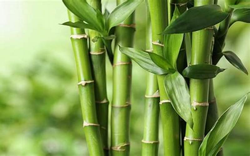 Gambar Bambu Yang Disukai Oleh Panda Pragmatic