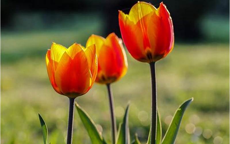 Gambar Bunga Tulip 2