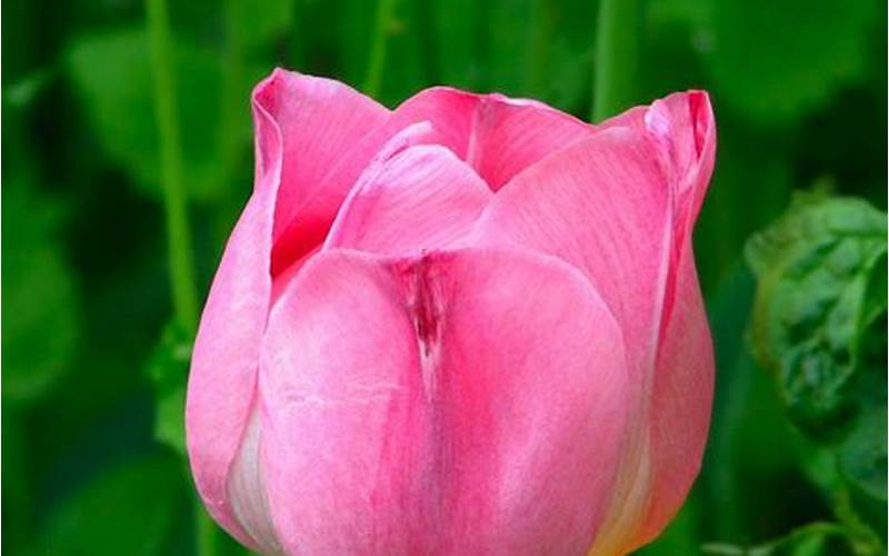 Gambar Bunga Tulip 6