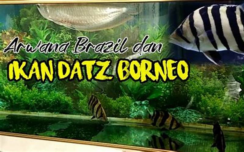 Gambar Datz Tiger Fish Borneo