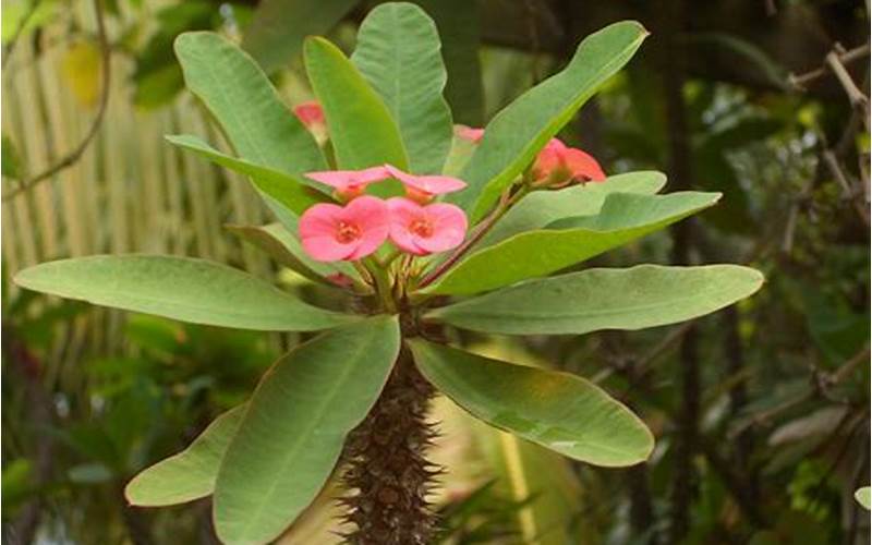 Gambar Euphorbia