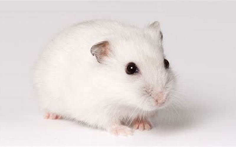 Gambar Hamster Winter White