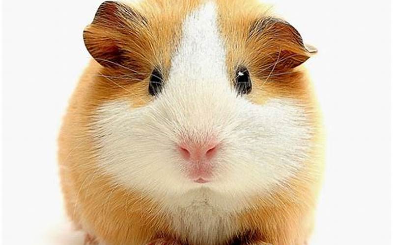 Gambar Hamster