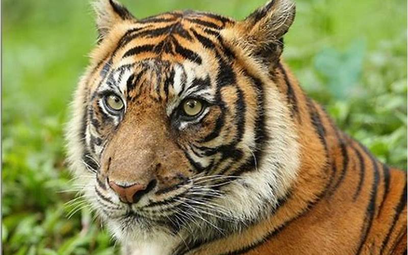 Gambar Harimau Sumatera