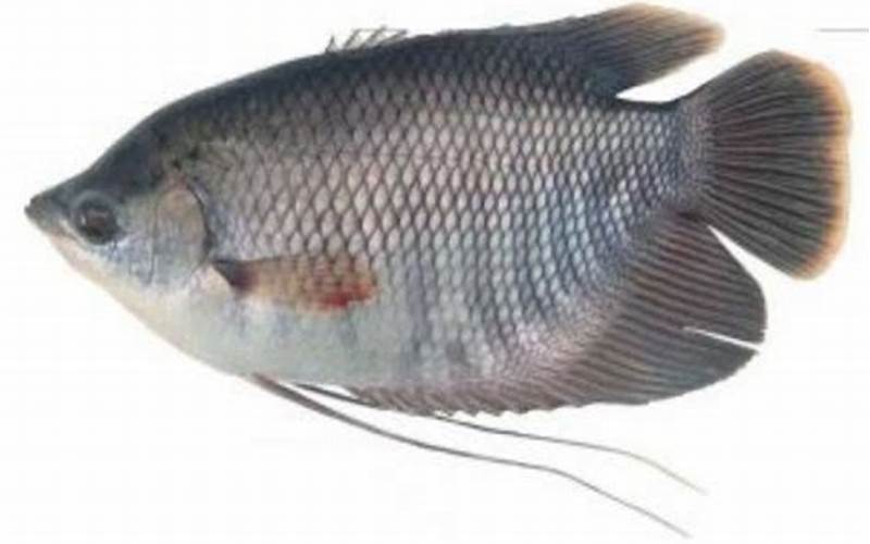 Gambar Ikan Gurami Diterpal